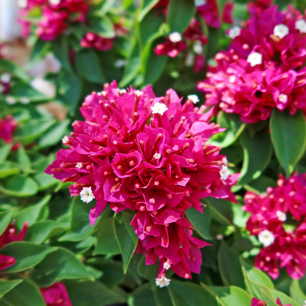 Torch Glow Bougainvillea