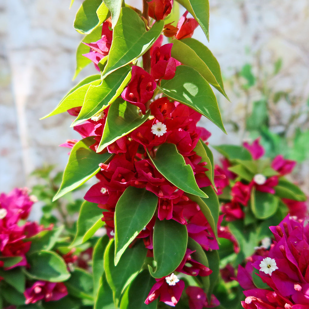 Torch Glow Bougainvillea