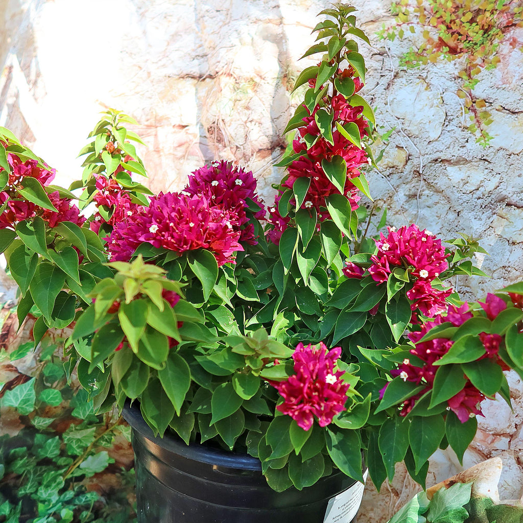 Torch Glow Bougainvillea