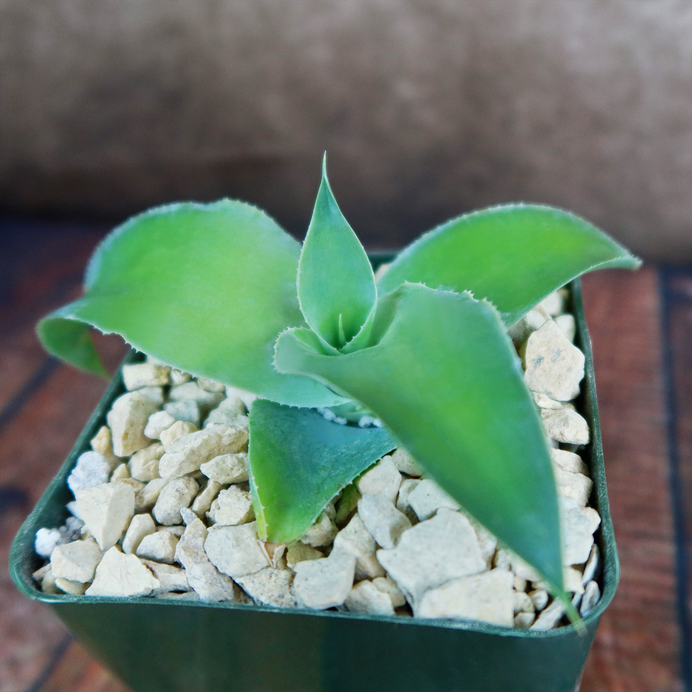 succulent octopus Shop 'Octopus Agave – Agave vilmoriniana' Care and Info Planet Desert