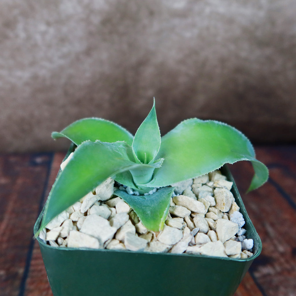 Octopus Agave – Agave vilmoriniana