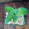 Octopus Agave – Agave vilmoriniana