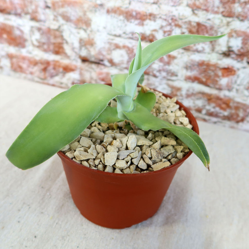 Octopus Agave – Agave vilmoriniana