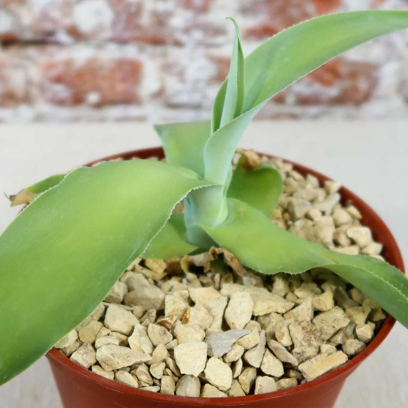Shop 'Octopus Agave – Agave vilmoriniana' Care and Info Planet Desert