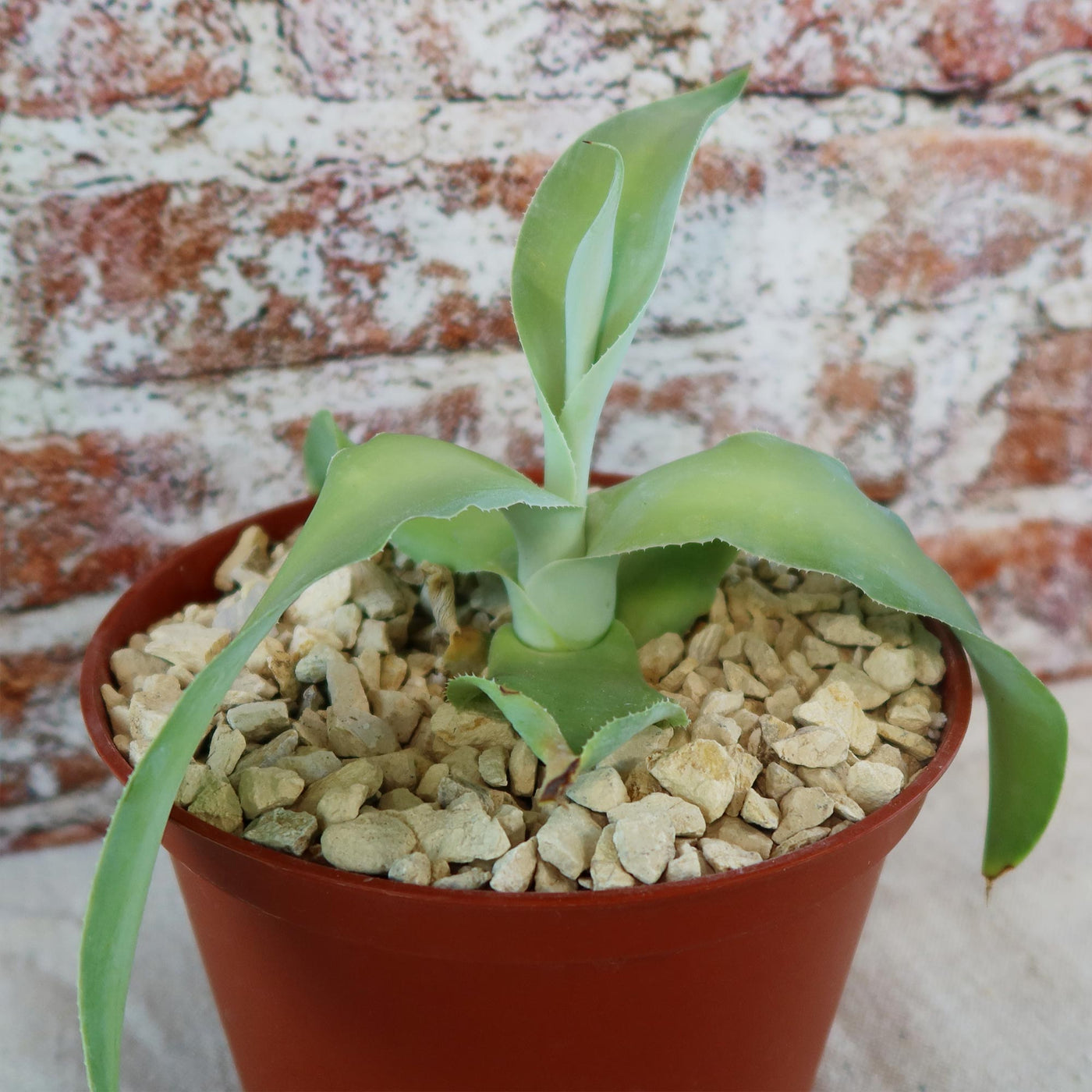 Shop 'Octopus Agave – Agave vilmoriniana' Care and Info Planet Desert