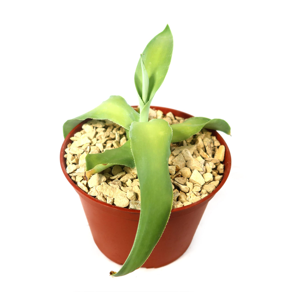 Octopus Agave – Agave vilmoriniana