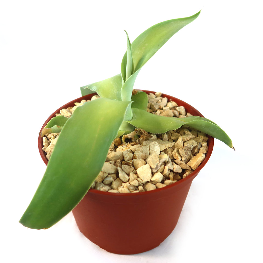 Octopus Agave – Agave vilmoriniana