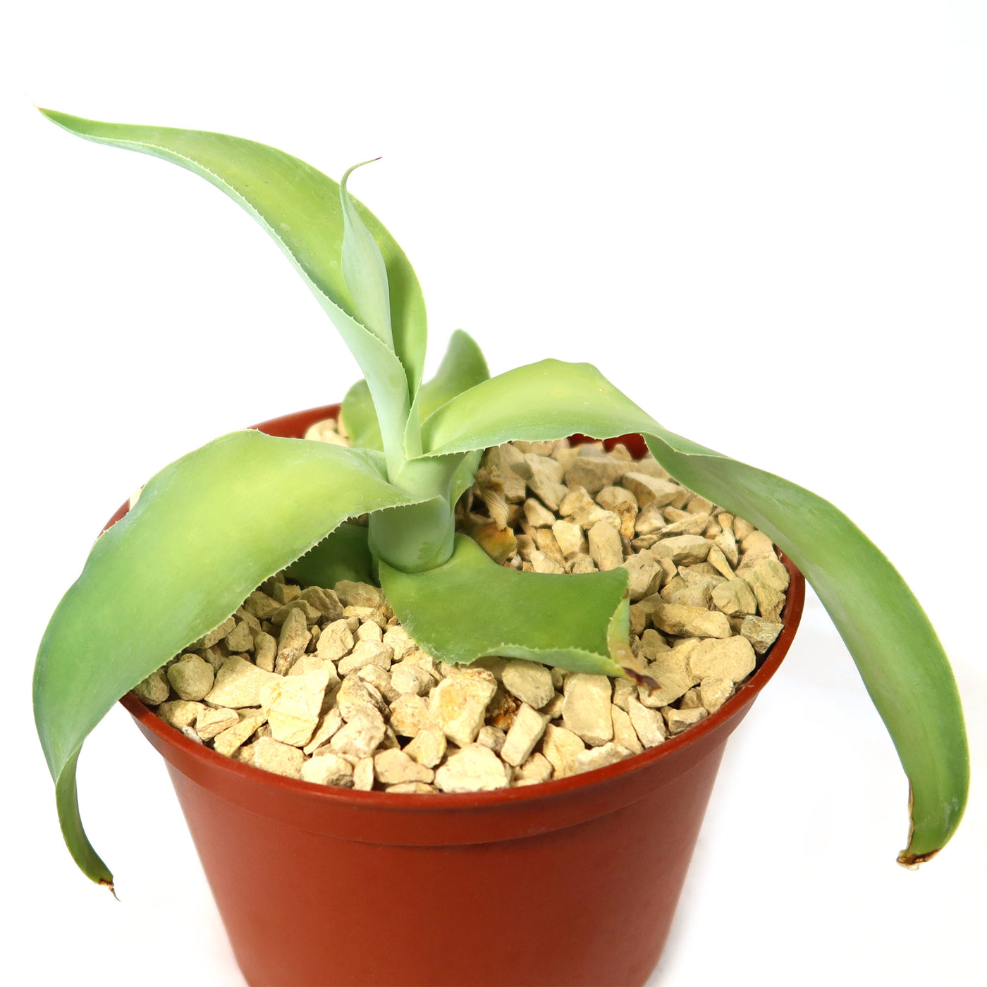 Shop 'Octopus Agave – Agave vilmoriniana' Care and Info Planet Desert