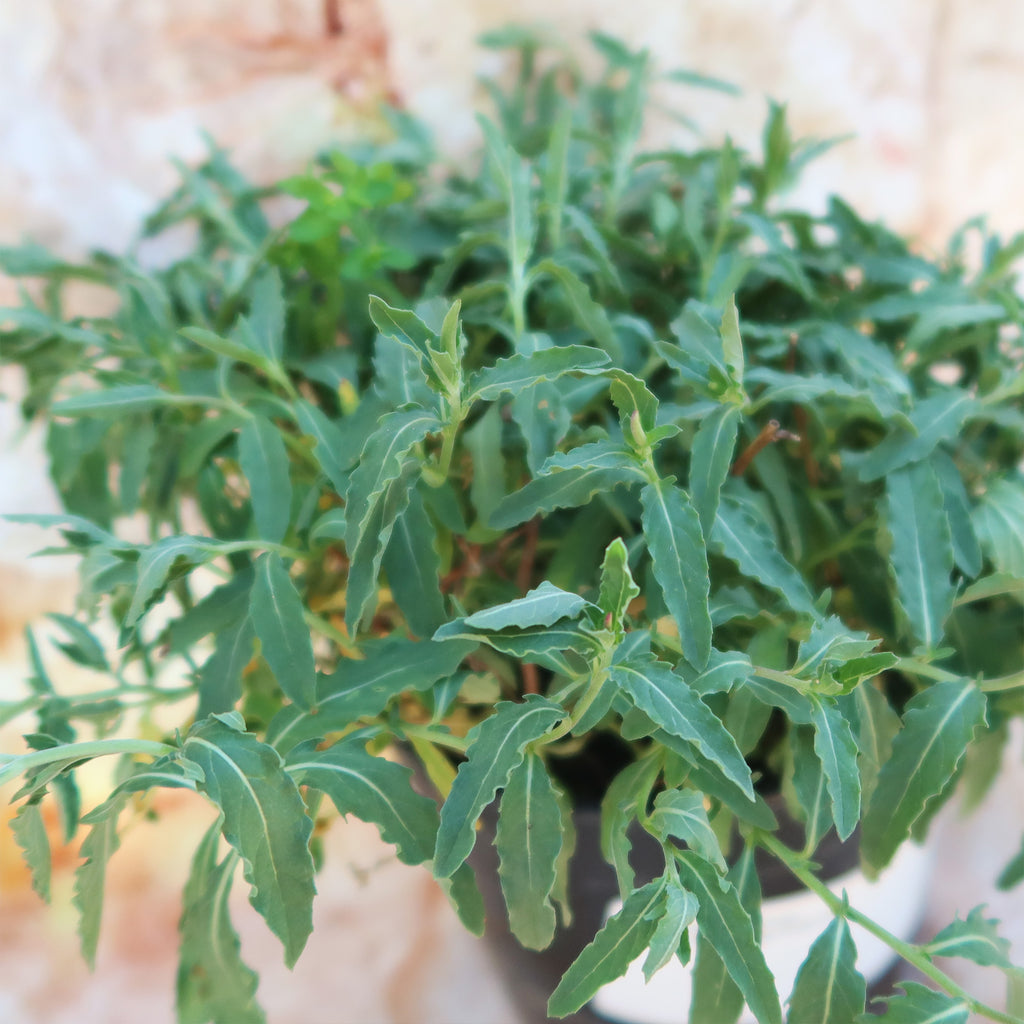 Pink Ladies Plant ‘Oenothera speciosa’