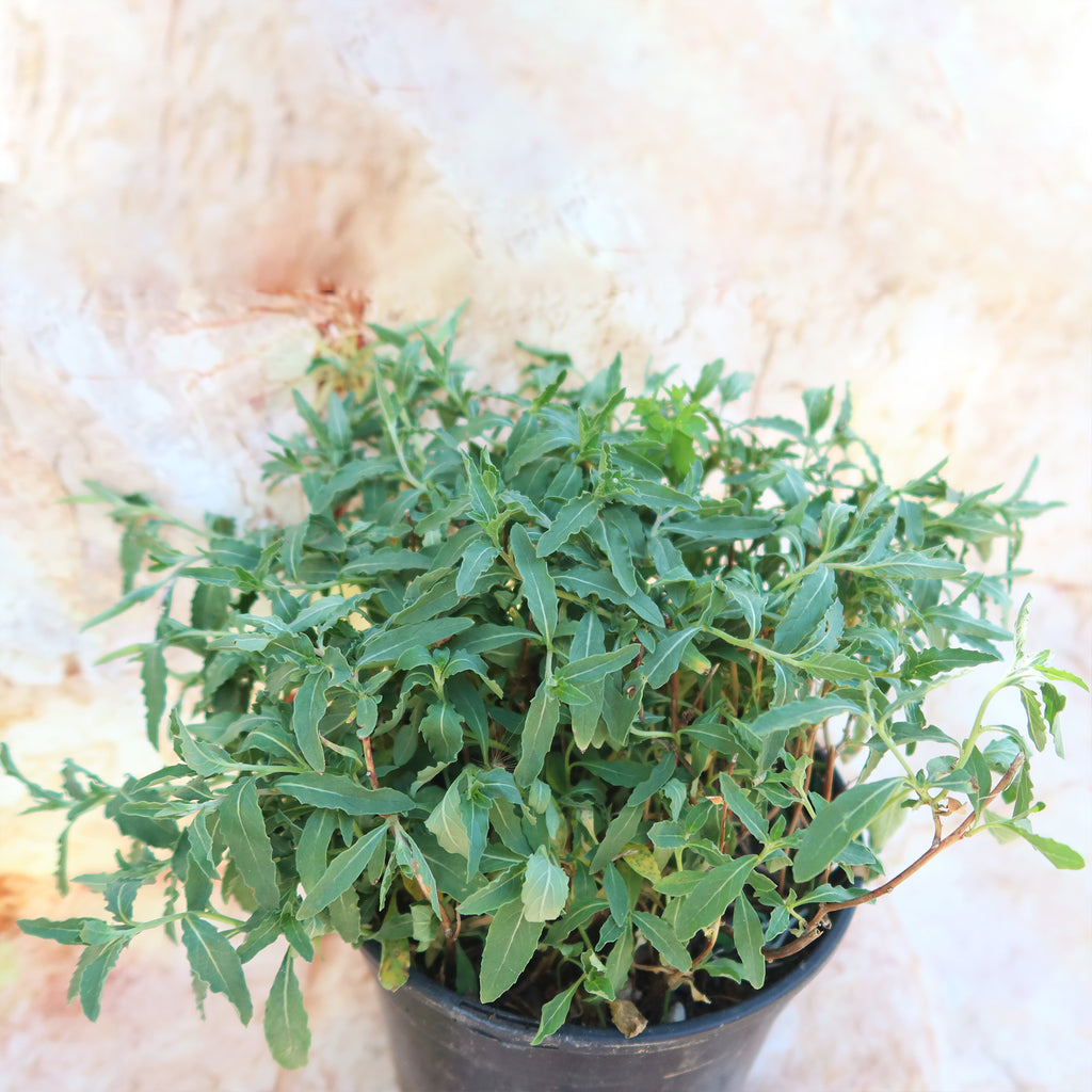 Pink Ladies Plant ‘Oenothera speciosa’