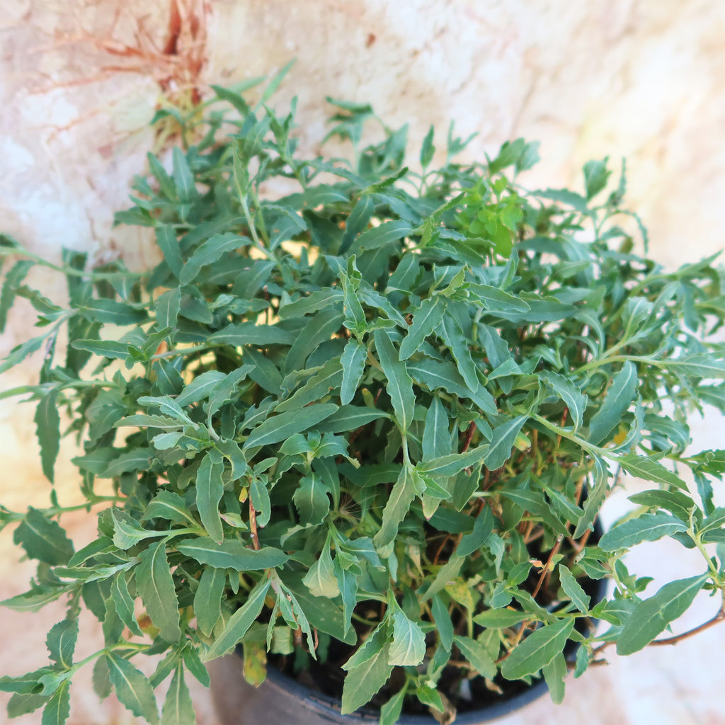 Pink Ladies Plant ‘Oenothera speciosa’