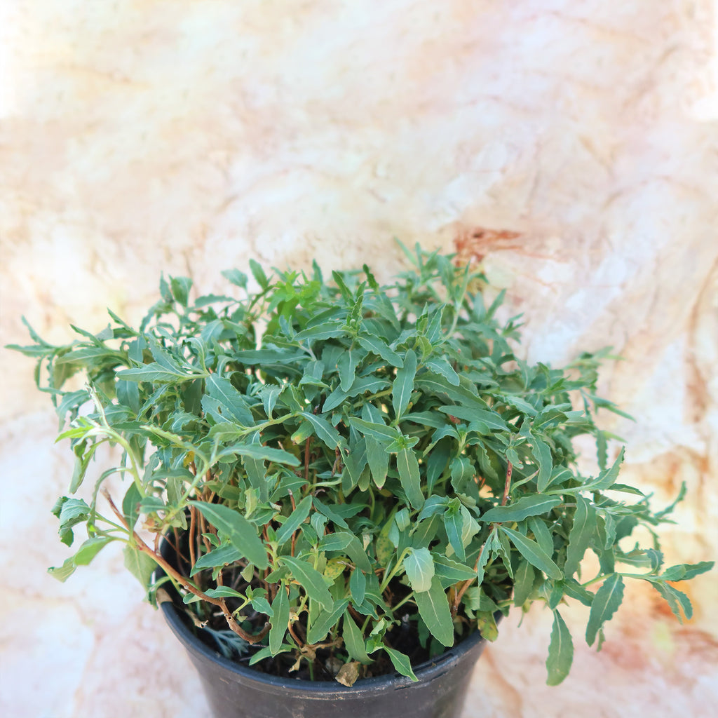 Pink Ladies Plant ‘Oenothera speciosa’