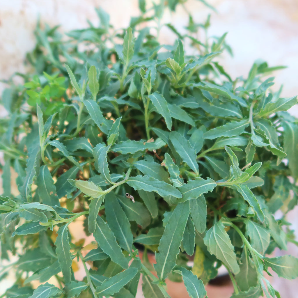 Pink Ladies Plant ‘Oenothera speciosa’
