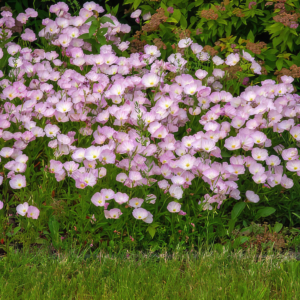 Pink Ladies Plant ‘Oenothera speciosa’