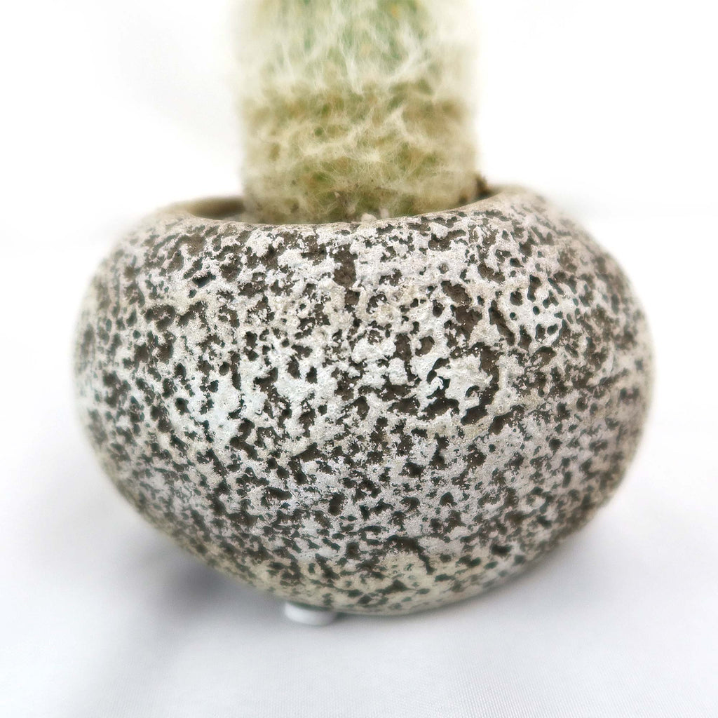 Old Man Cactus with Nice Rock Pot