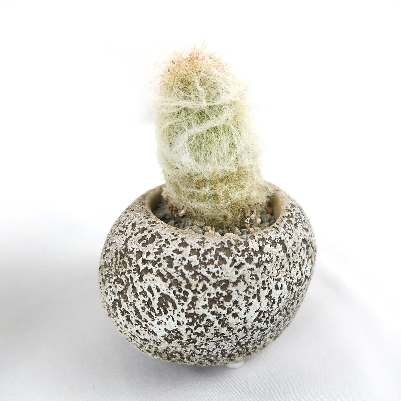 Shop ‘Old Man Cactus with Nice Rock Pot’ For Sale | Planet Desert