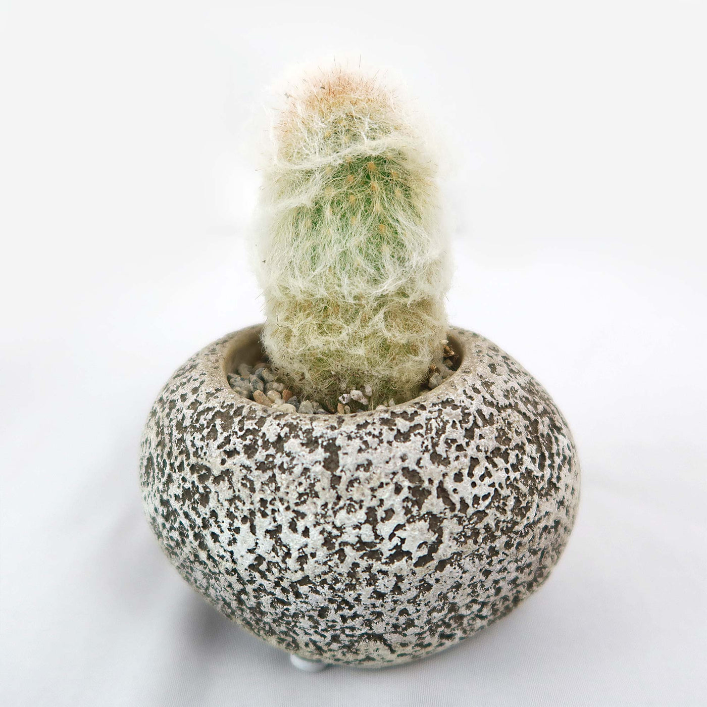 Shop ‘Old Man Cactus with Nice Rock Pot’ For Sale | Planet Desert