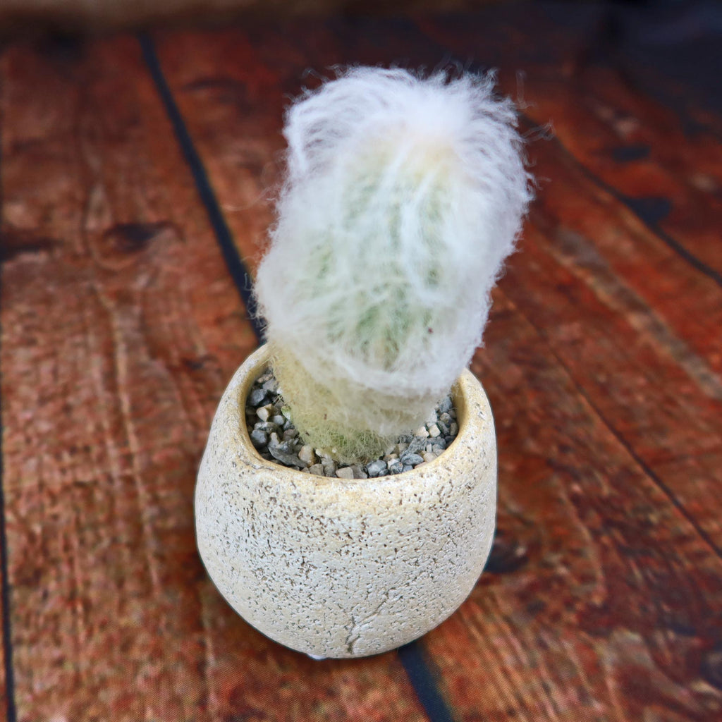 Old Man Cactus with Nice Rock Pot