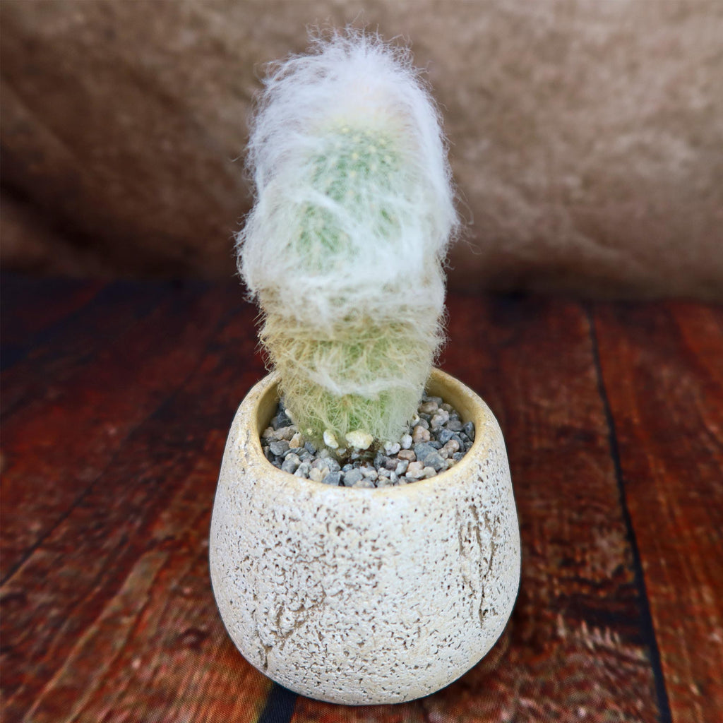 Old Man Cactus with Nice Rock Pot