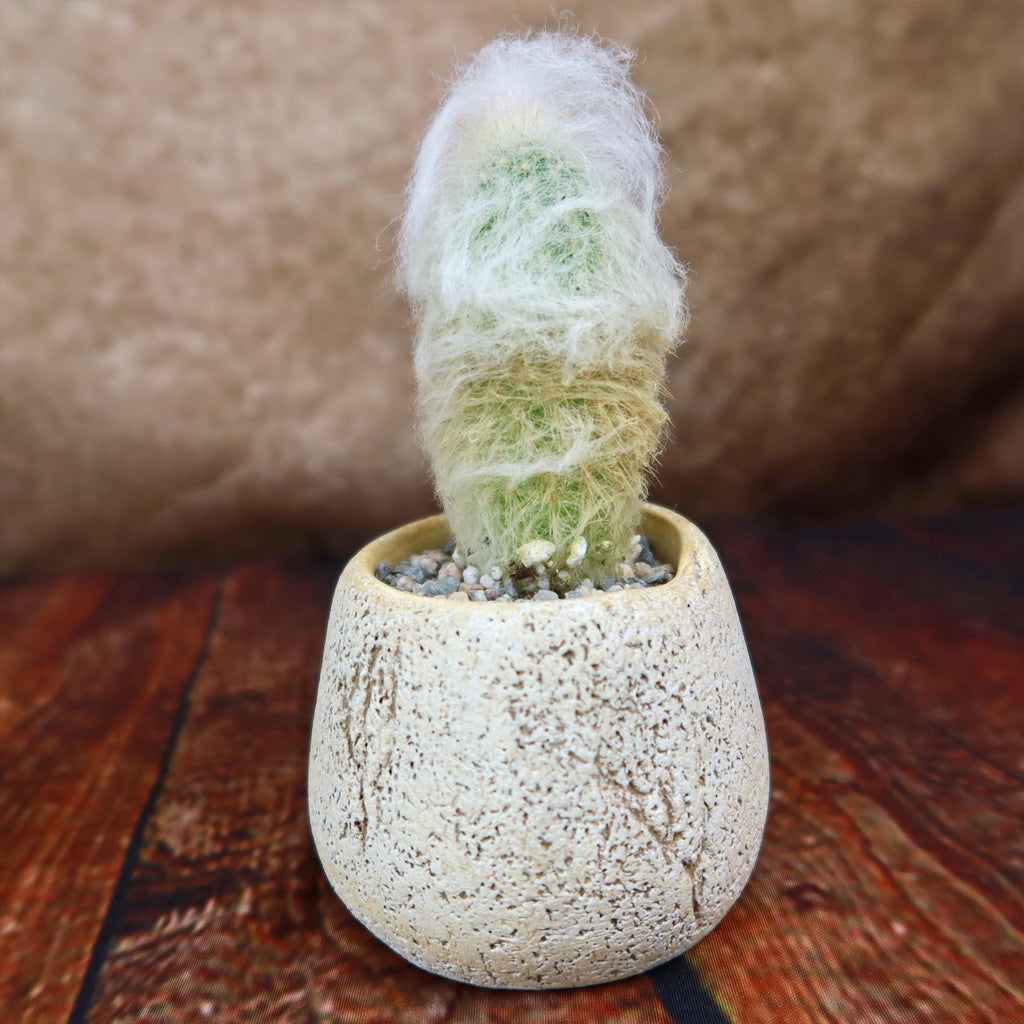 Old Man Cactus with Nice Rock Pot