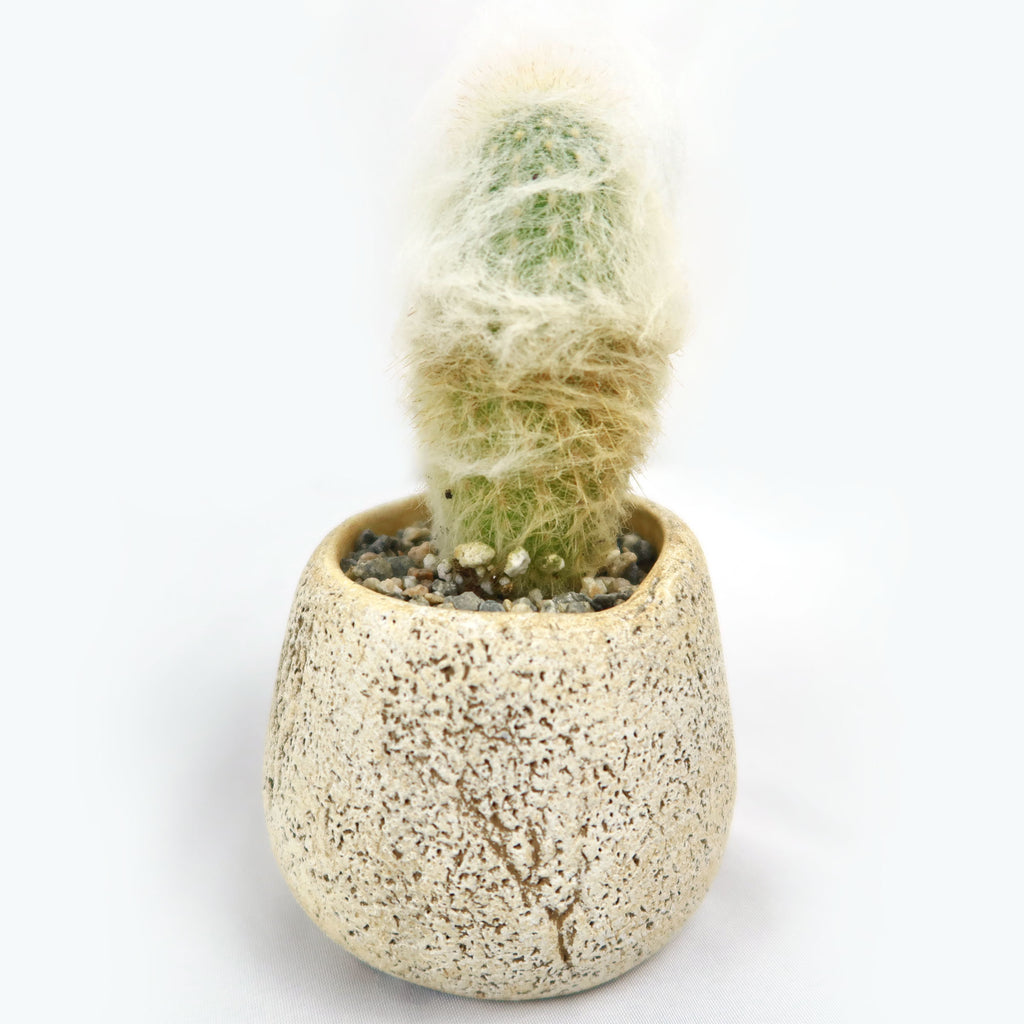 Old Man Cactus with Nice Rock Pot