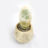 Old Man Cactus with Nice Rock Pot
