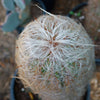 Old Man of the Andes Cactus -  Oreocereus celsianus