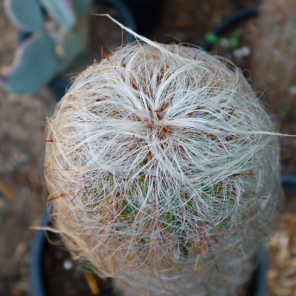 Old Man of the Andes Cactus -  Oreocereus celsianus