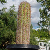 Old Man of the Andes Cactus -  Oreocereus celsianus