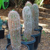 Old Man of the Andes Cactus -  Oreocereus celsianus