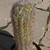 Old Man of the Andes Cactus -  Oreocereus celsianus