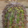 Old Man of the Andes Cactus -  Oreocereus celsianus