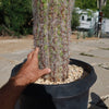 Old Man of the Andes Cactus -  Oreocereus celsianus