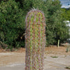 Old Man of the Andes Cactus -  Oreocereus celsianus