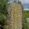 Old Man of the Andes Cactus -  Oreocereus celsianus