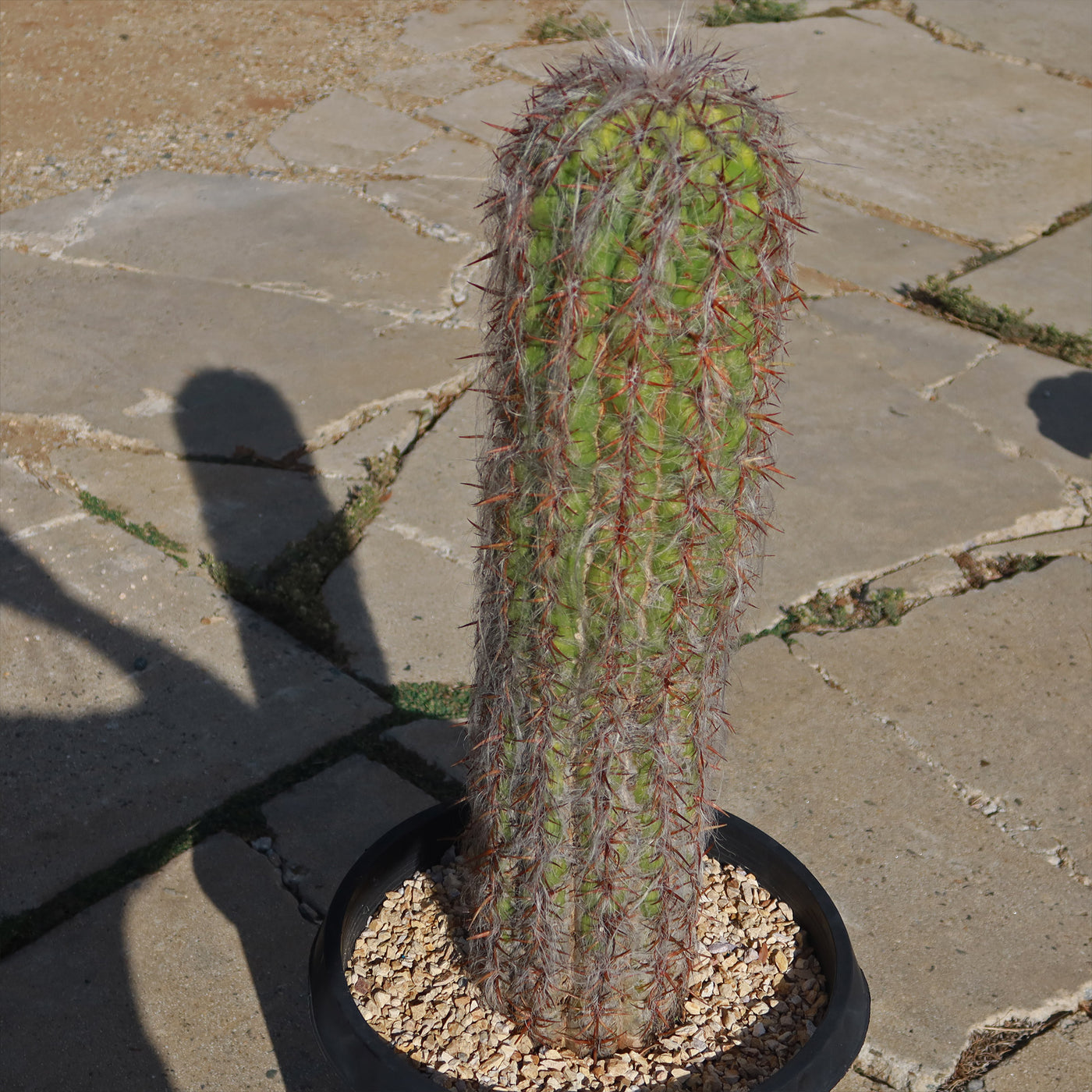 Old Man of the Andes Cactus -  Oreocereus celsianus