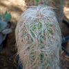 Old Man of the Andes Cactus -  Oreocereus celsianus