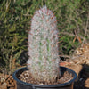 Old Man of the Andes Cactus -  Oreocereus celsianus