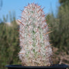 Old Man of the Andes Cactus -  Oreocereus celsianus