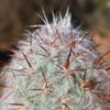 Old Man of the Andes Cactus -  Oreocereus celsianus