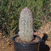 Old Man of the Andes Cactus -  Oreocereus celsianus