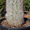 Old Man of the Andes Cactus -  Oreocereus celsianus