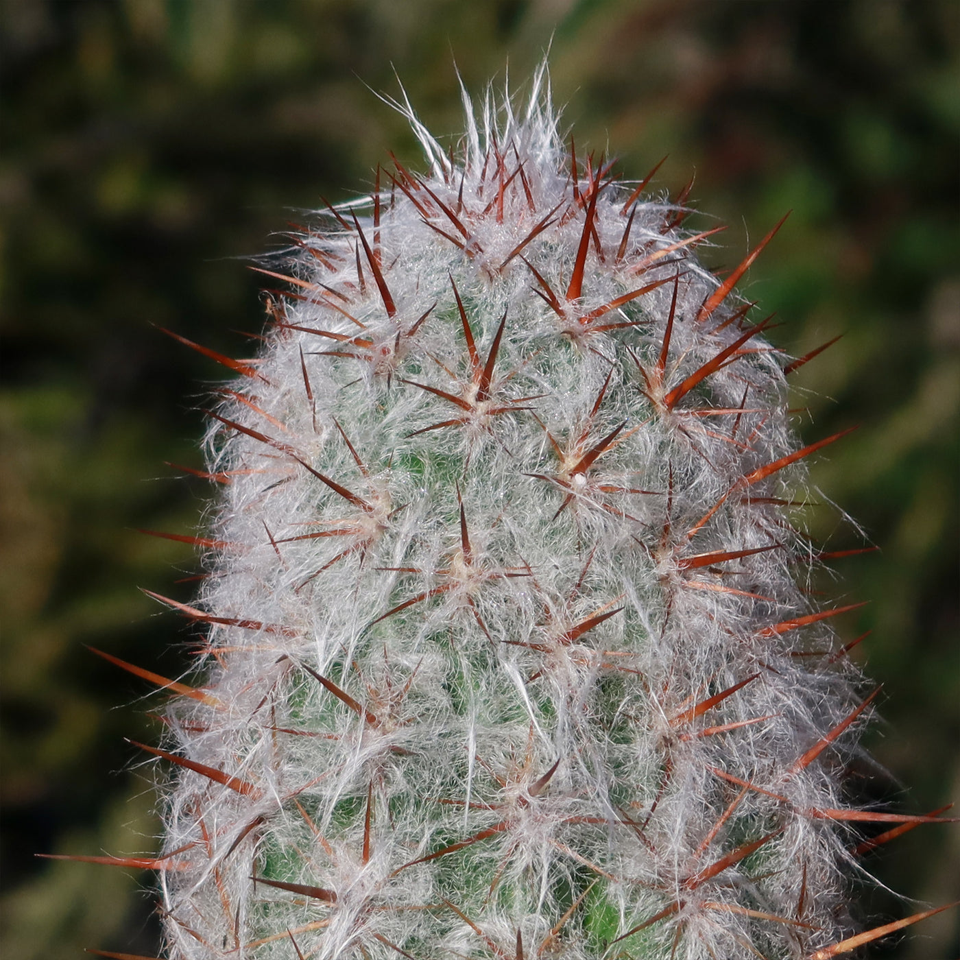 Old Man of the Andes Cactus -  Oreocereus celsianus