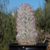 Old Man of the Andes Cactus -  Oreocereus celsianus