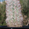 Old Man of the Andes Cactus -  Oreocereus celsianus