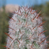 Old Man of the Andes Cactus -  Oreocereus celsianus