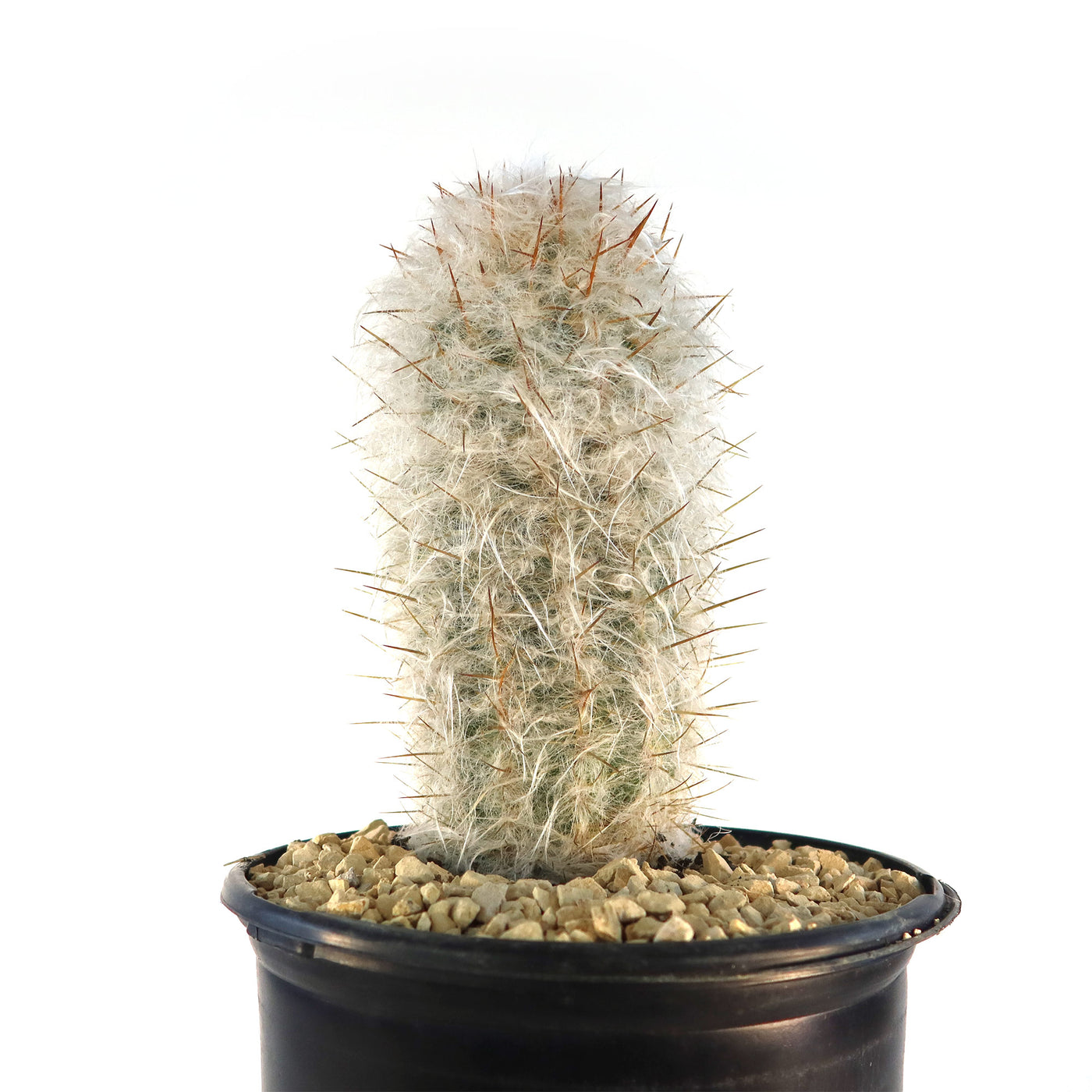 Old Man of the Mountain Cactus ‘Oreocereus trollii’