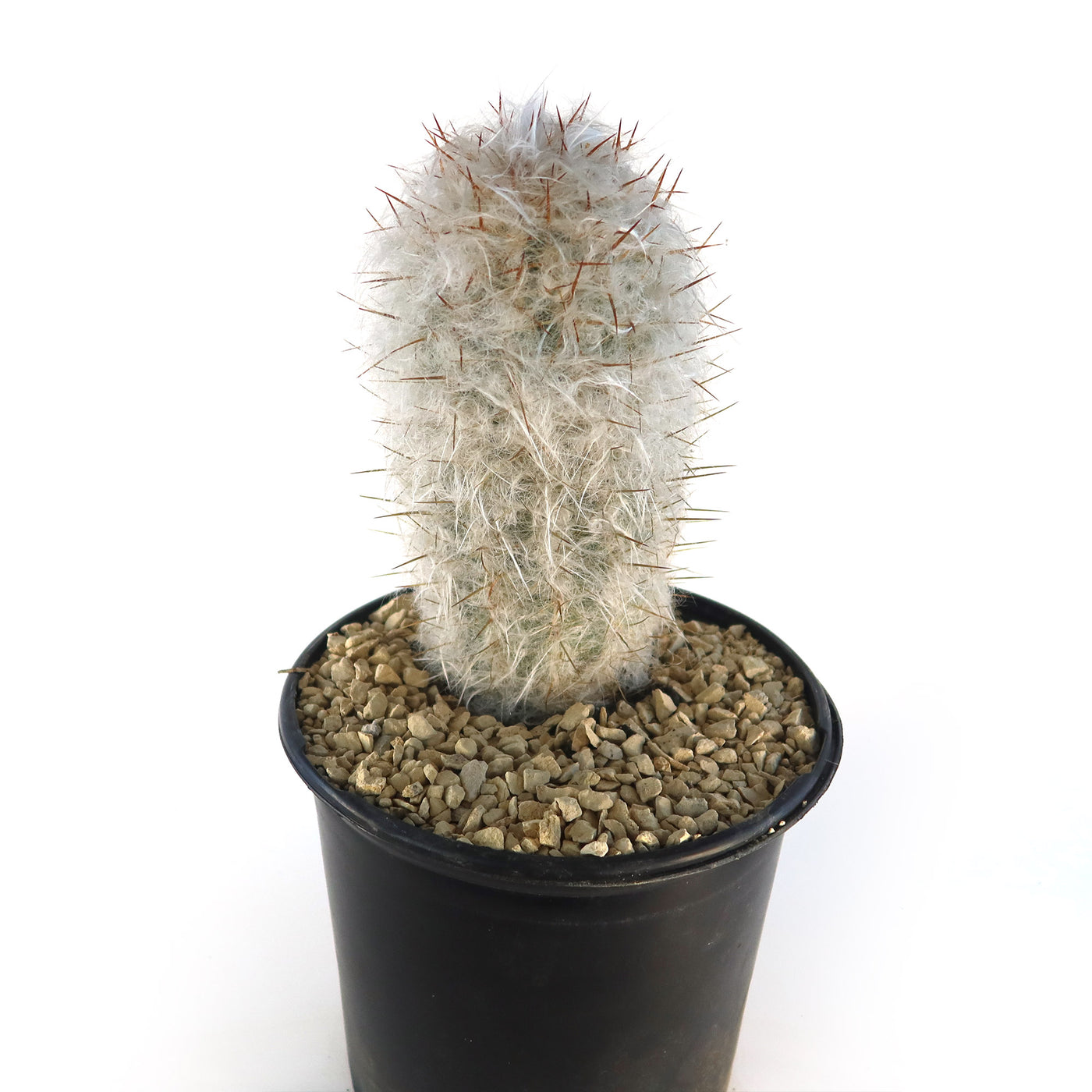 Old Man of the Mountain Cactus ‘Oreocereus trollii’