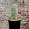 Old Man of the Mountain Cactus ‘Oreocereus trollii’