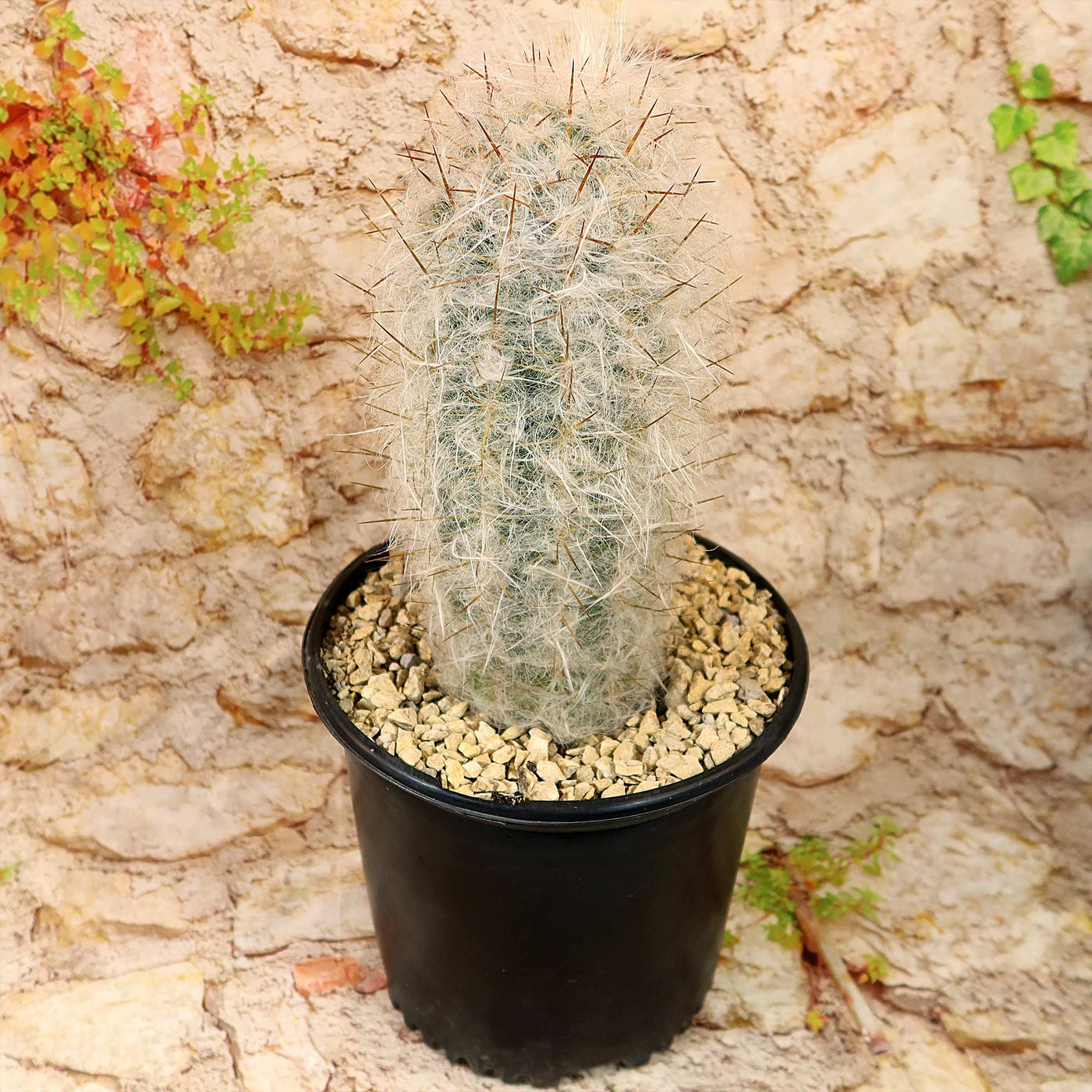 Old Man of the Mountain Cactus ‘Oreocereus trollii’